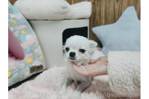 成約済の兵庫県のチワワ(ロングコート)-157036の3枚目